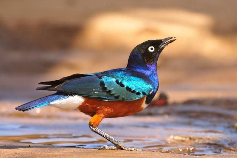 Superb Starling in Tanzania